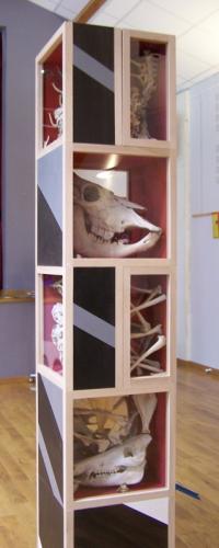 Vitrines squelettiques